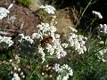 Pedoures_2009 002